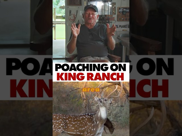 Hunting Albino Deer #hunting #storytime #usashorts