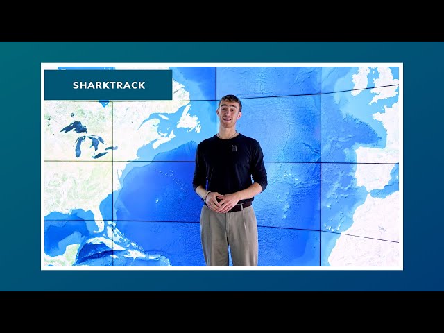 Shark Conservation Through AI: My Journey from Naples to Imperial