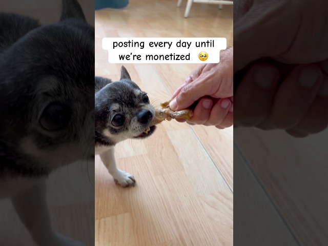 why do you post everyday? 🤑🐶 #dogshorts