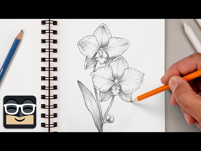 How to Draw a Realistic Orchid | Step by Step Sketch Lesson