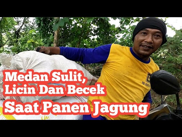 Sulitnya Medan Tempur saat Panen Jagung