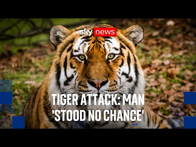 Tiger attack: 'There's pretty much less than 1% chance of a survival'