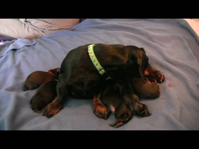 Dachshund- 5th Puppy Birth