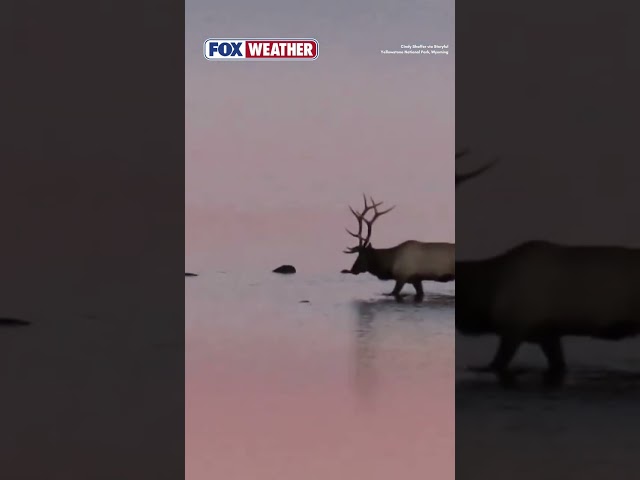 Stunning Display of Nature at Yellowstone National Park