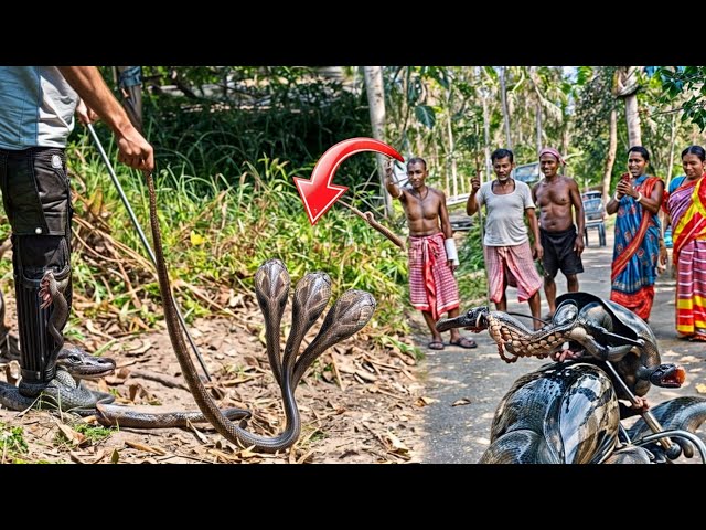 आज से पहले ऐसा सैप आपने नहीं देखा होगा ./indian spectacled cobra snake 🐍
