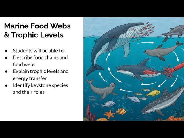 Marine Food Webs and Trophic Levels Explained