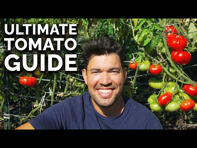 EVERYTHING I Wish I Knew When I Started Growing Tomatoes 🍅