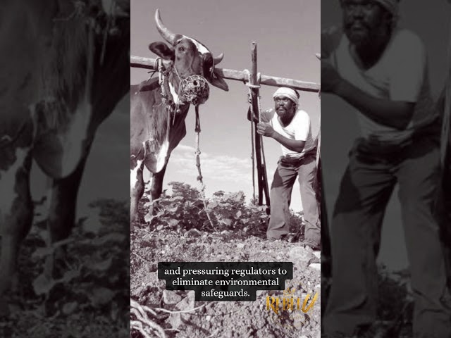 Indian Farmers Commit Suicide PT 1
