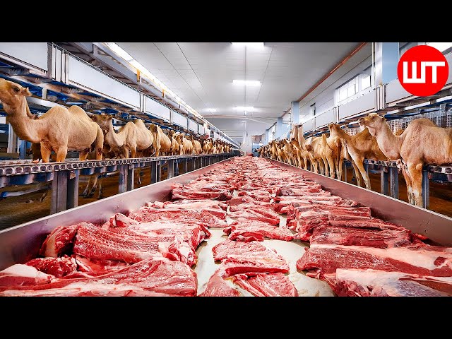 Modern Camel MEAT & CHEESE Processing | Food Factory