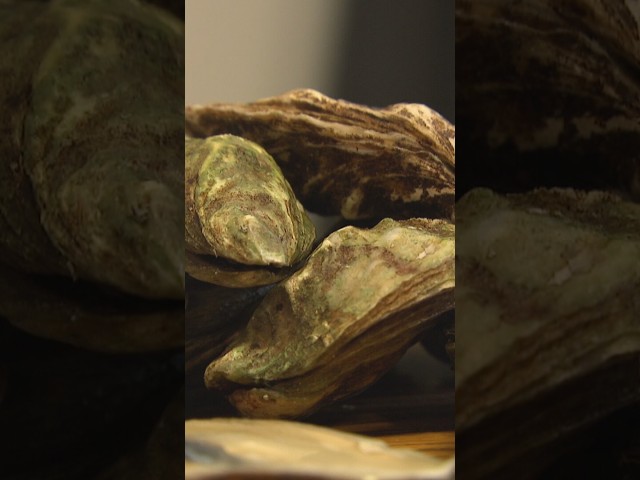 Researchers to the rescue of oyster farmers