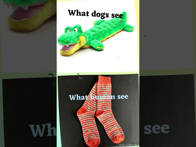 What dogs see vs. What human see