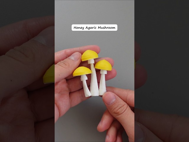 I made 6 types of Mushrooms π