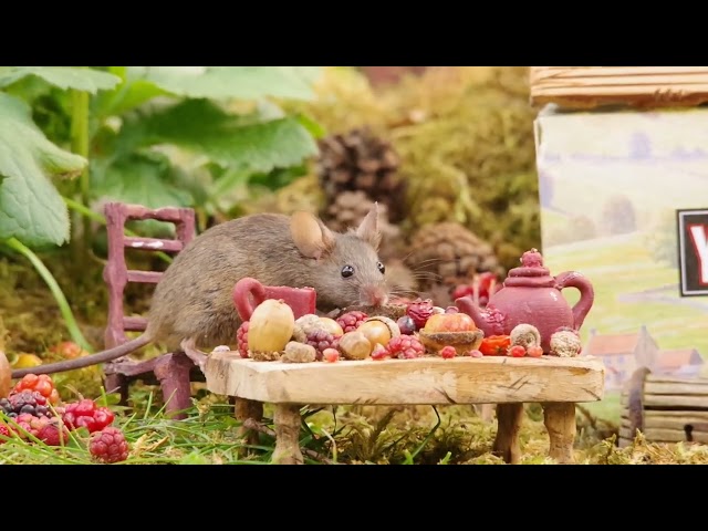 Tea time in this little Yorkshire Garden  with the mice .