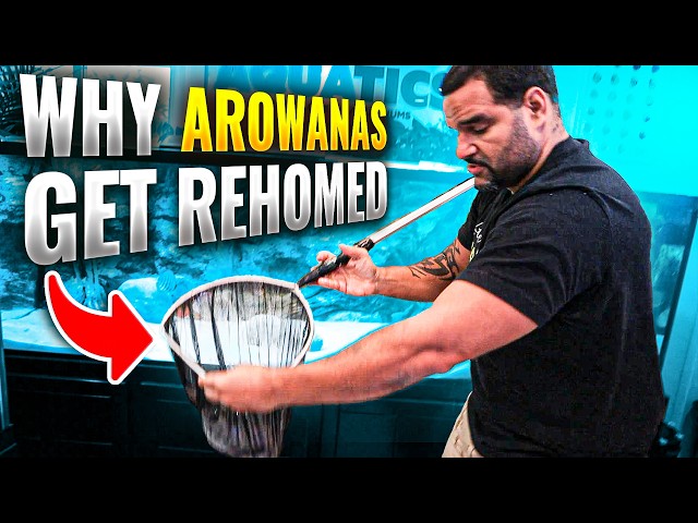 Don't Get An Arowana Unless You're Ready For This!