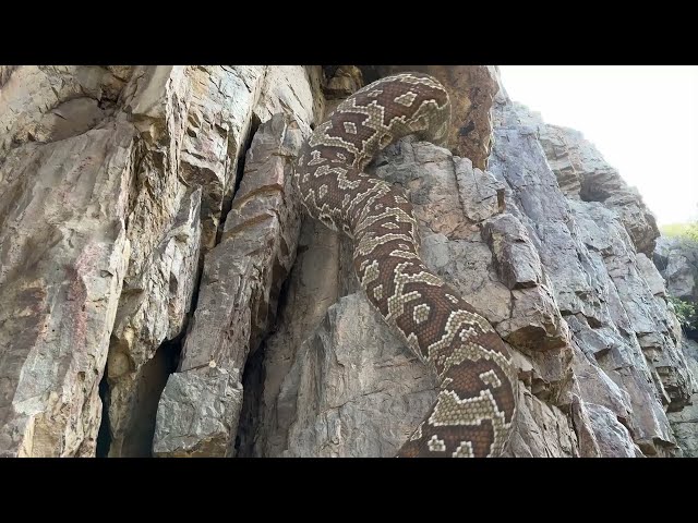 Big Python In Real Life HD Video 2