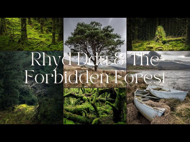 Rhyd Ddu, North Wales | Woodland & Landscape Photography | Welcome to Narnia, The Forbidden Forest