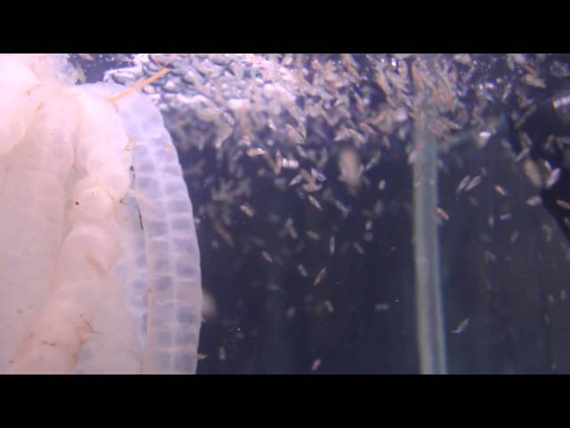 Baby squid hatching at Kimmeridge, Dorset