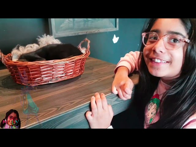 My Java Whiskers Café | Cat Café Experience At Westfield London | Milly Billy Presents
