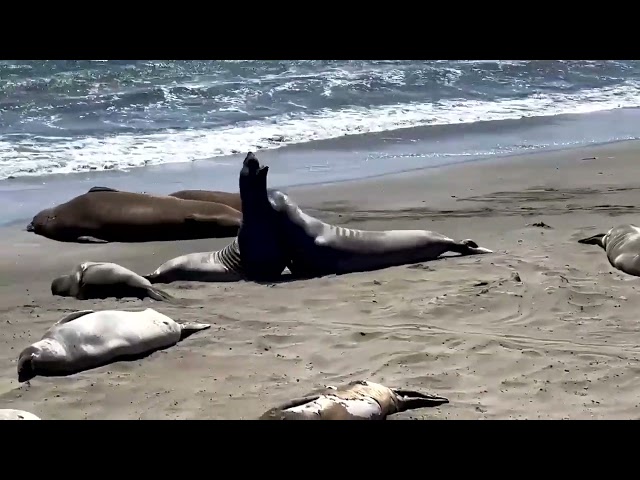 #elephant #seals #beach #funny