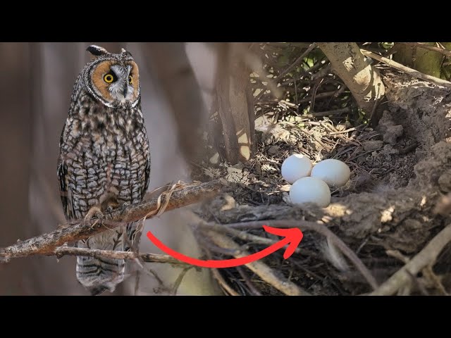 Nests of the UK's Rarest Owl, Buzzard, Goldcrest & More | Finding & Monitoring 2025