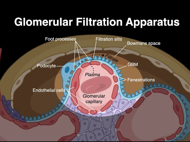 How the Kidney Filters Blood: Understanding the Glomerular Filtration Barrier