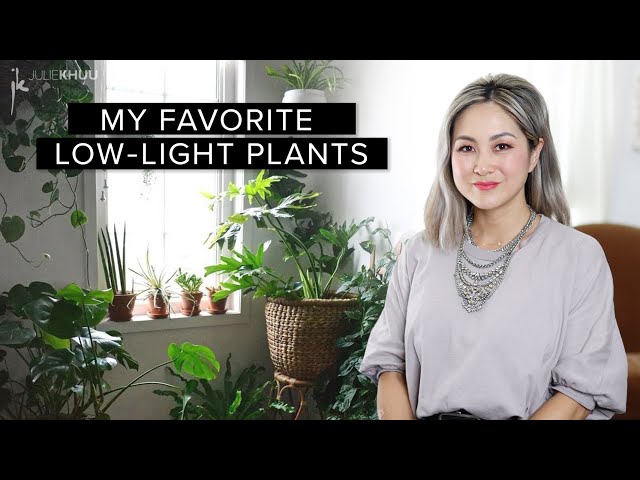 30 LOW LIGHT INDOOR PLANTS THAT ANYONE CAN GROW! | Julie Khuu