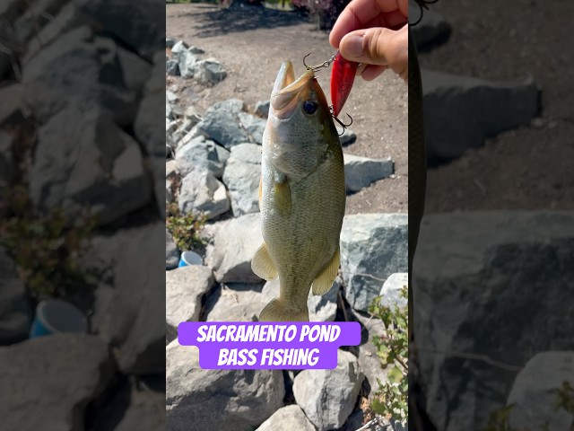 Sacramento Pond Bass Fishing Throwing Lipless Crankbaits #sacramento #fishing#bassfishing