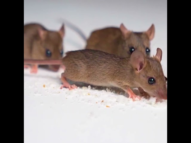 ULTIMATE Cat TV 🐀 REAL Mouse/Rat GAME for Cats to Watch | Feline Enrichment #shorts