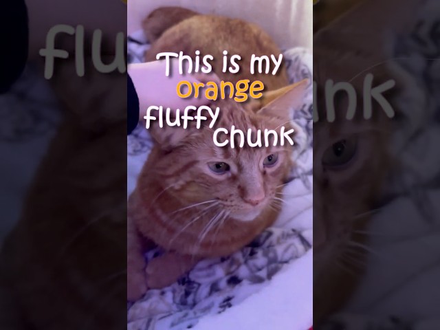 We bought Kitty a new cat tower | #orangecat