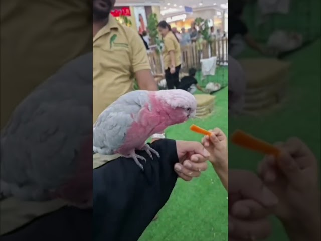 Tery laae Gulaab ve🌹❤️‍🩹🫠 #shorts #viral #shortsfeed #trending #love #foryou