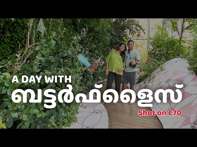 ബട്ടർഫ്‌ളൈസ് ഹൗസ്, ഷാർജ | A day with butterflies | Al Noor Island | 4K video