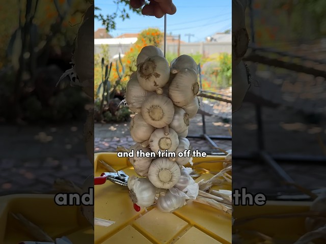 3 Ways To Store Garlic🧄 #shorts