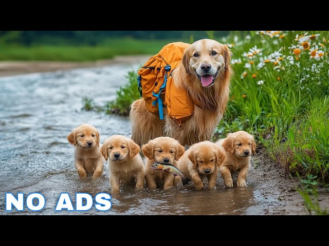 12 Hours of Dog TV for Dogs to Watch 🐶 Anti-Anxiety Video for Dogs Left Home Alone - Calm Dog Music