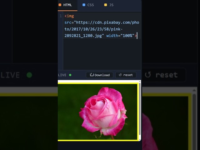 HTML Image Border Yellow #coding #htmltutorial #csstutorial