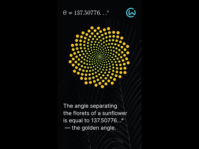 The Golden Angle in Sunflowers