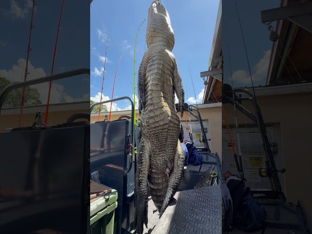 HUGE ALLIGATOR CAPTURED! 11/20 #viral #short #youtubeshorts #shorts #viralvideo #youtube #shortvideo