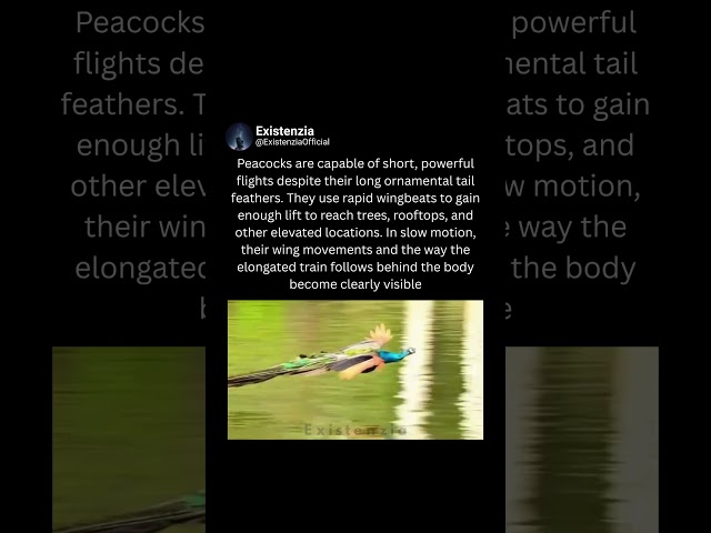 How Peacocks Fly With Those Massive Tail Feathers