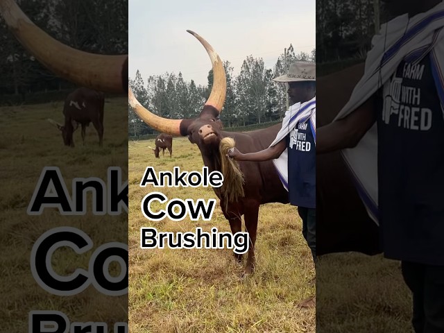 Farm experience with Ankole cows from Uganda #shortshorts #shorts #short #shortvideo