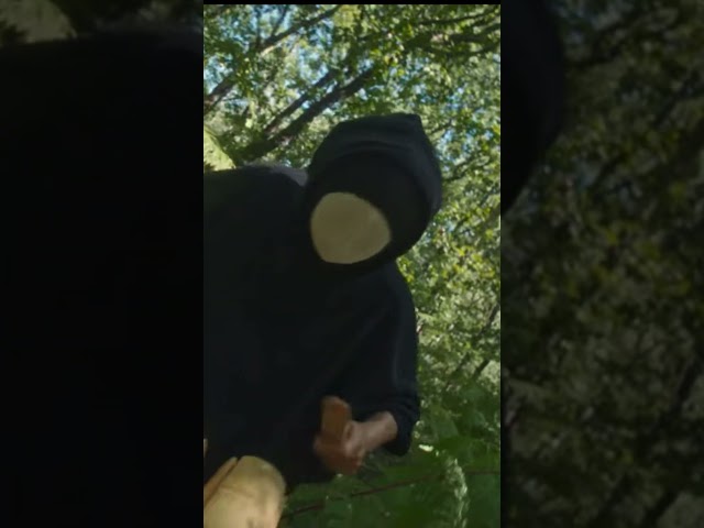 🎋 Quelque chose se trame dans la forêt… @makotosan1545 — « Amazone » 🌿