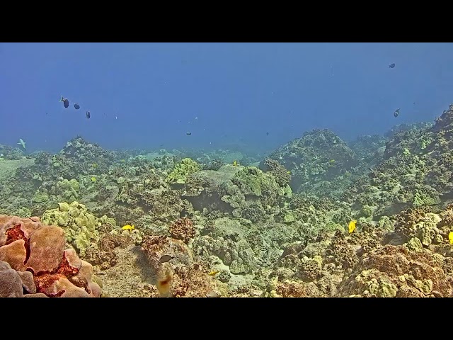 Aqualink Hawaii live stream