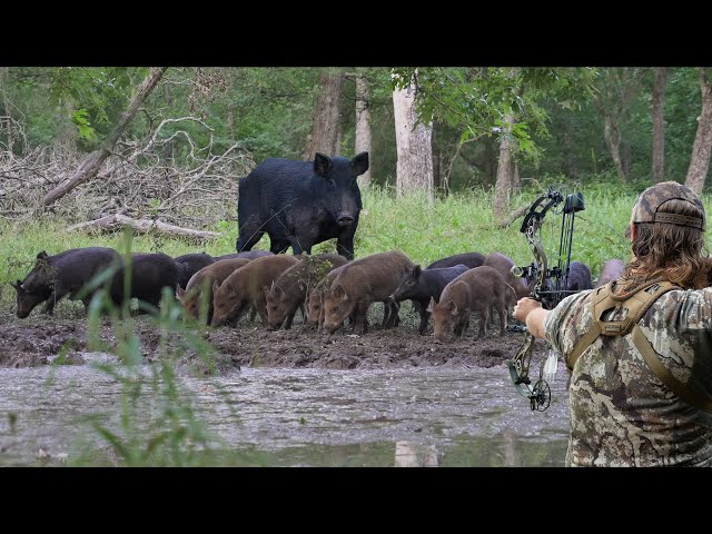 Bow Hunting Wild Hogs On The Ground | Up Close and Personal!