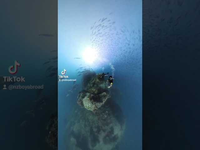 Magical moment on my Deep Dive Cert where the Ocean Danced Again 🤿🐡🐠🐠 #scubadiving #kohtaodiving
