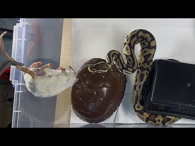 SUSHI | Pastel Enchi Het Clown Royal / Ball Python | #feeding 💛🎬 (20.04.26)