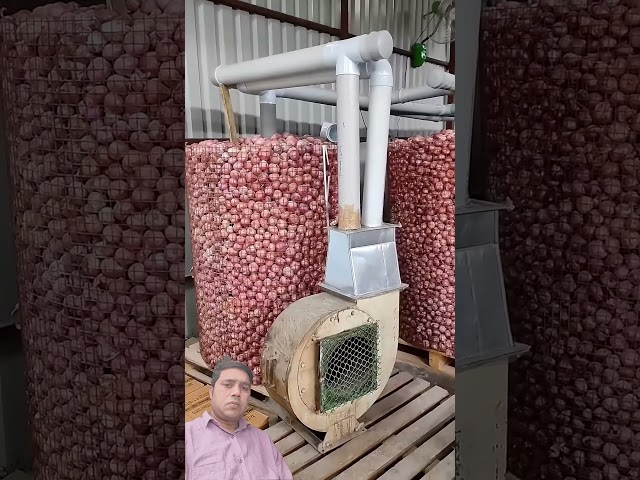 Why Are Huge Fans Installed Over Onion Storage? 🧅💨 The Science Behind It! #shorts​