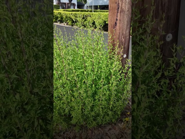 Why I Let This Texas Native Plant Take Over My Yard