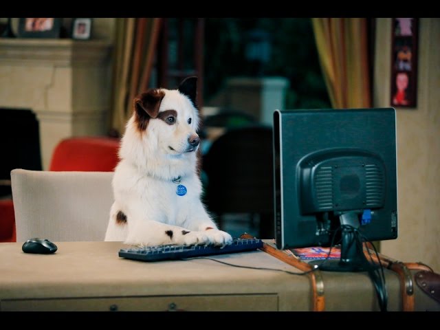 Dog With A Blog - Stan's Blogs
