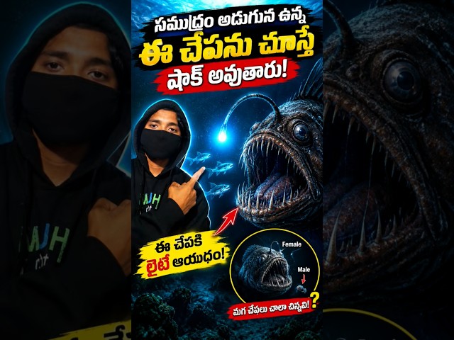 సముద్రం అడుగున ఉన్న ఈ చేపను చూస్తే షాక్ అవుతారు! 😱🐟 | Anglerfish Mystery