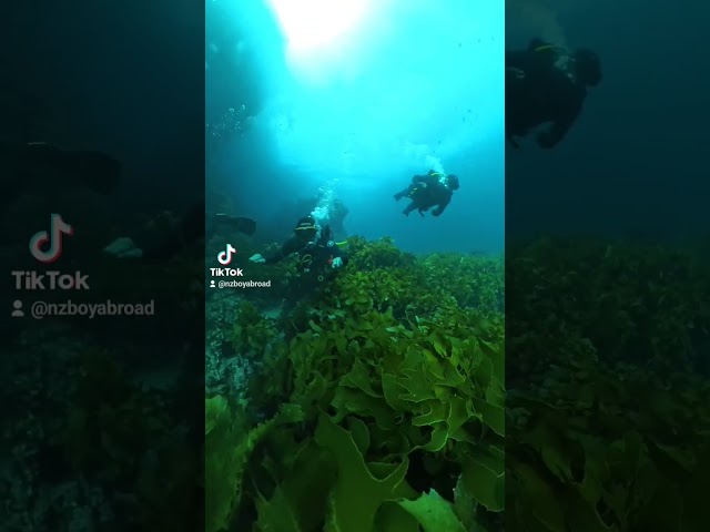 Backup from my phone at #poorknightsislands #kelpforest earlier this year 🤿 #scubadiving #insta360