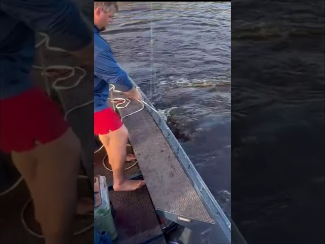 BIG ALLIGATOR CAPTURED! 5/8 #viral #short #youtubeshorts #shorts #viralvideo #youtube #shortvideo