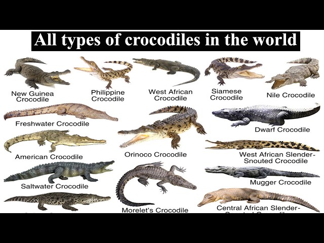 All types of crocodiles in the world: A visual guide to crocodiles diversity